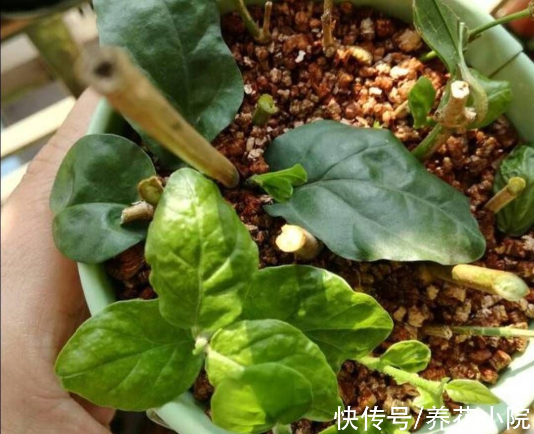 扦插|6种漂亮的花,秋天扦插生根快,来年就能开花