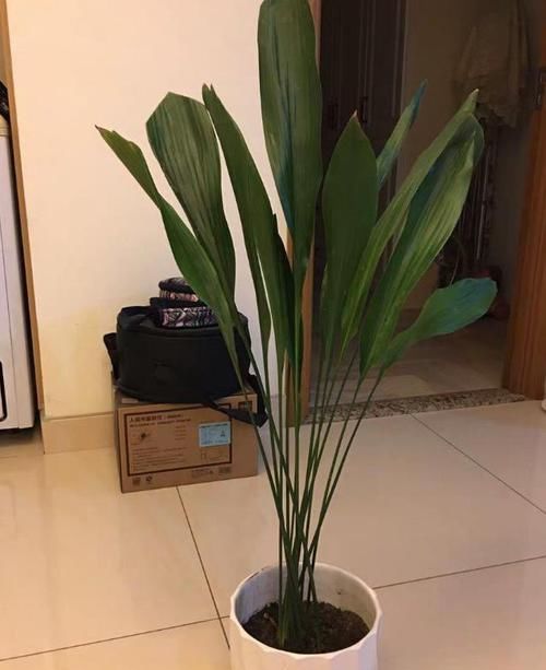 北阳台光线较差，怎么盆栽植物？5款“耐阴花”，没问题！