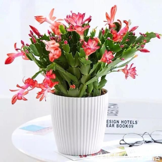 卧室养花好睡眠，这3种花是最佳选择，厚实的大绿叶最能净化空气