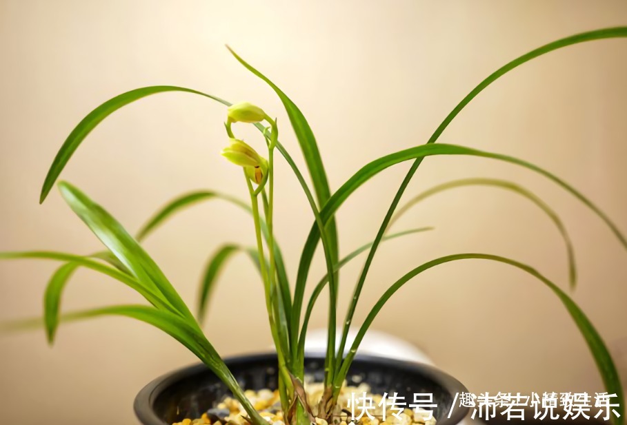 新手养兰|新手养兰,学会“3多3少”,兰花长得旺、常爆盆、开花多