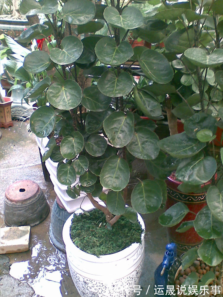 5种“有钱花”,满盆“铜钱叶”,越养钱越多,有钱人家都爱养它