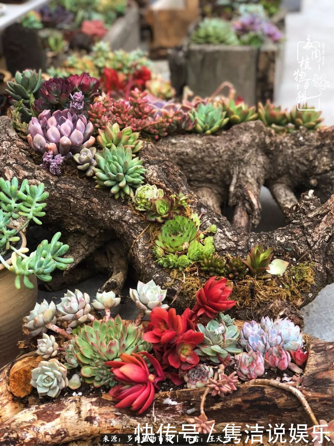 多肉遇上枯木木花盆，姑娘自己造！