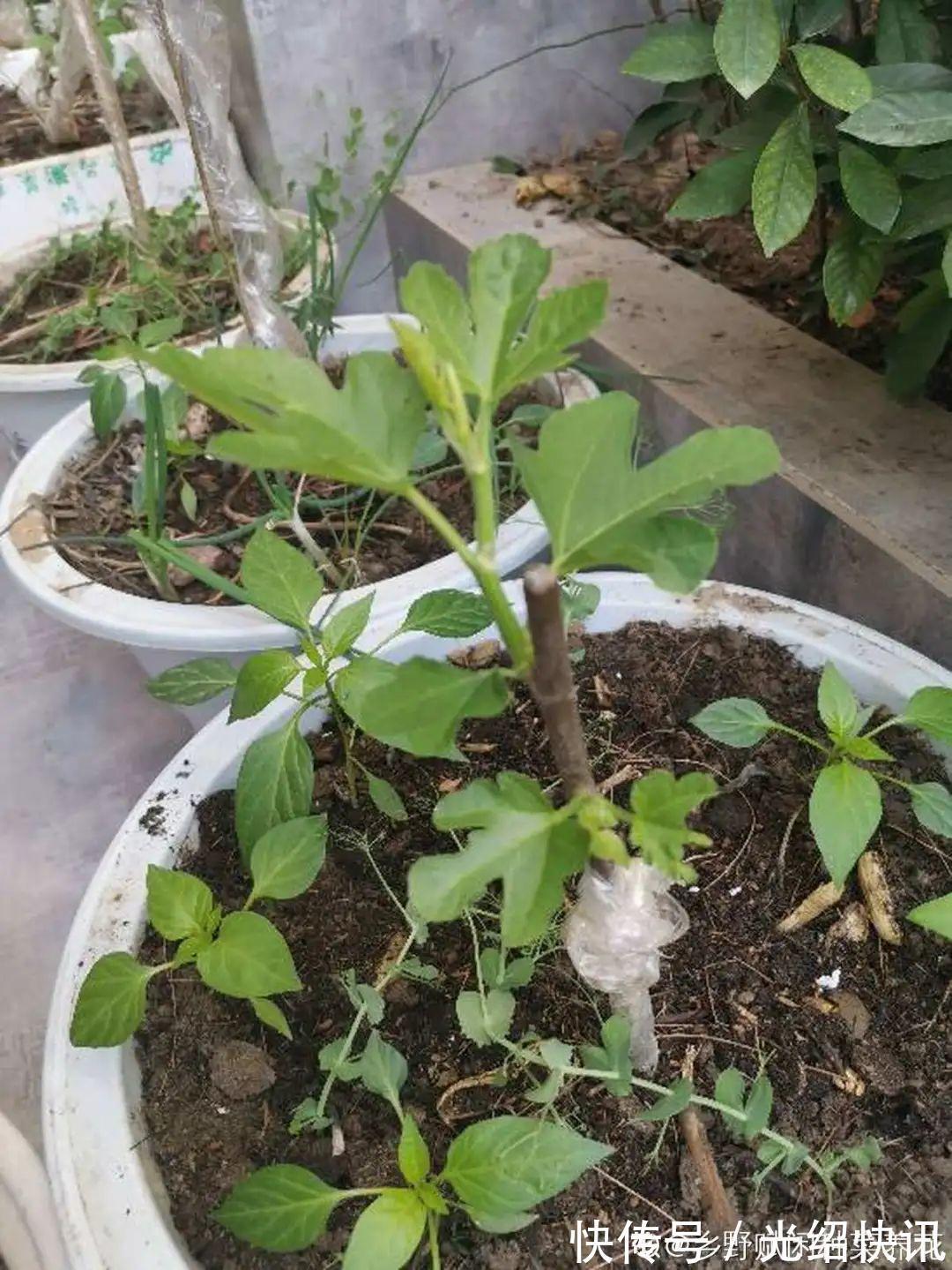 大粗杆插土里,7天生根,当年结果压弯枝,不用买水果了!