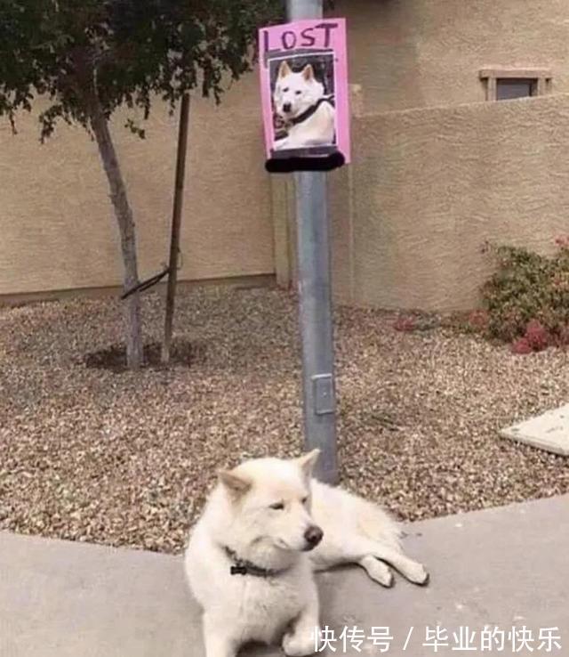 |搞笑图集:你们公司中秋发了啥?网友:发了个通知,说不放假