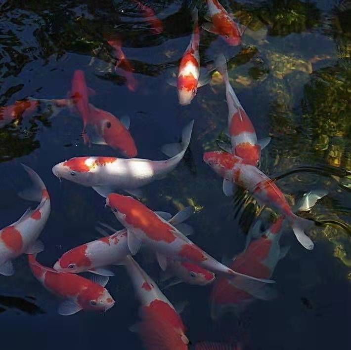百花洲|照日深红暖见鱼——泉城观鱼养鱼记