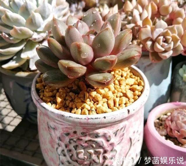 多肉|养多肉怕积水、烂根?用“2种东西”来养,再浇水都不怕