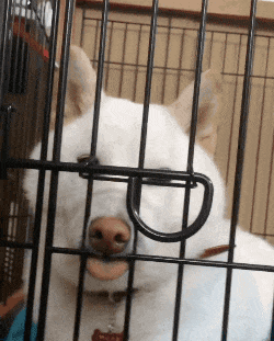 |搞笑GIF:哥们,你这妙招很不错,我咋就没想到呢