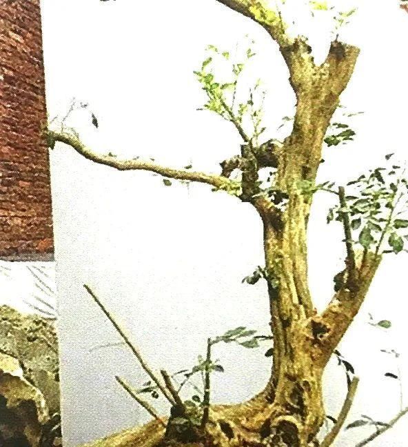 一盆九里香,阳台香飘飘,6款盆景造型玩法,哪一款受你青睐