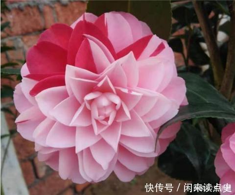 天冷了,茶花别着急搬进屋,低温“冻一冻”开花更旺