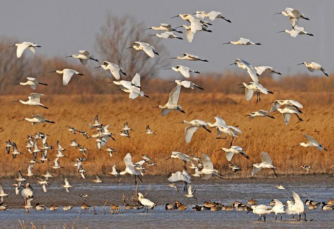 鸟类|【星辰大海】东营：生态护海 黄河三角洲成鸟儿天堂
