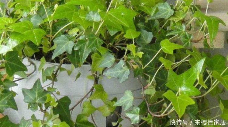 养花就养4种花,好养易活花量大,寓意吉祥人人爱,家里养真适合