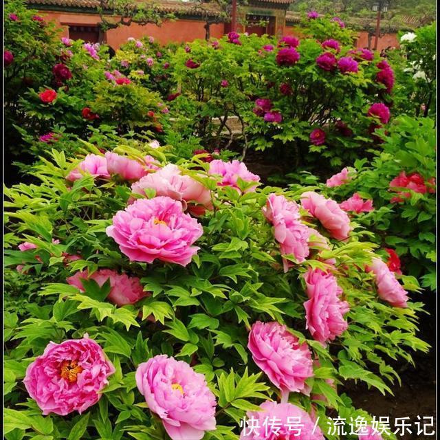 金枝玉叶|7种“富贵花”能活一百年,越养越值钱,家里的“摇钱树”