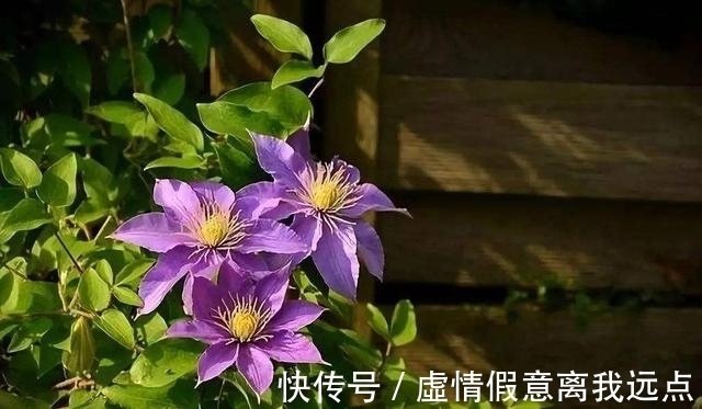 铁线莲中最漂亮的就和品种，有一种就美翻了小院！不要错过！