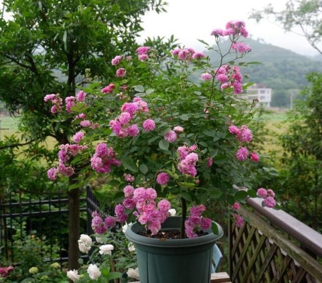 李小姐养1盆“开花机器”，一年开花300多天，好养又漂亮，还特香