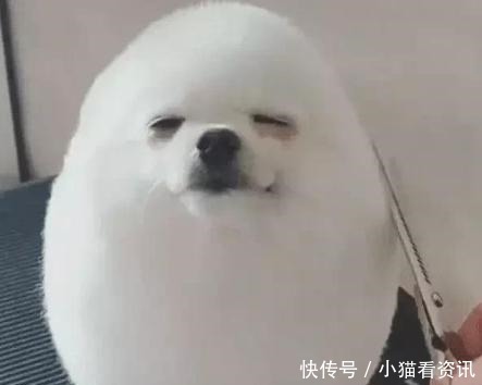 狗狗剪毛后心情不好