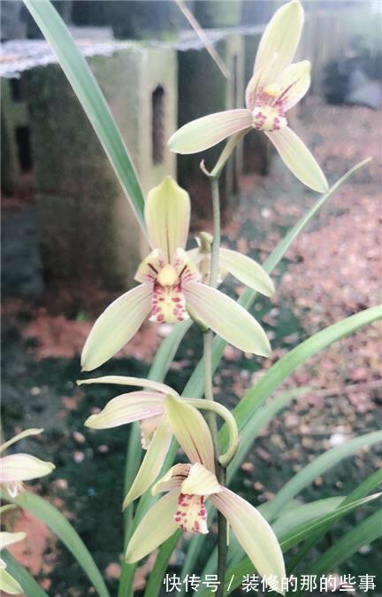 曾卖出天价的兰花,四季兰铭品,今价格亲民,发芽率高,便宜好养