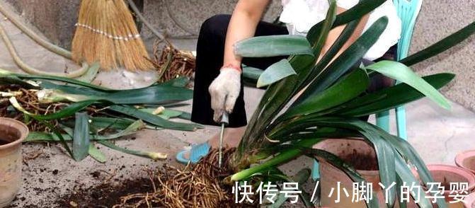 君子兰长得慢,不抽花箭,离不开2个原因,这些你做对了吗