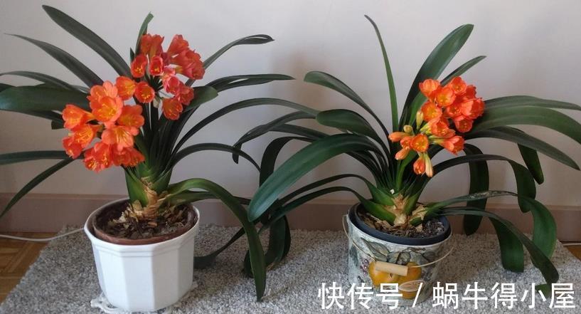 花卉|入秋后养花，这4个层面没有顾及到，生长旺期的植物一样会黄叶