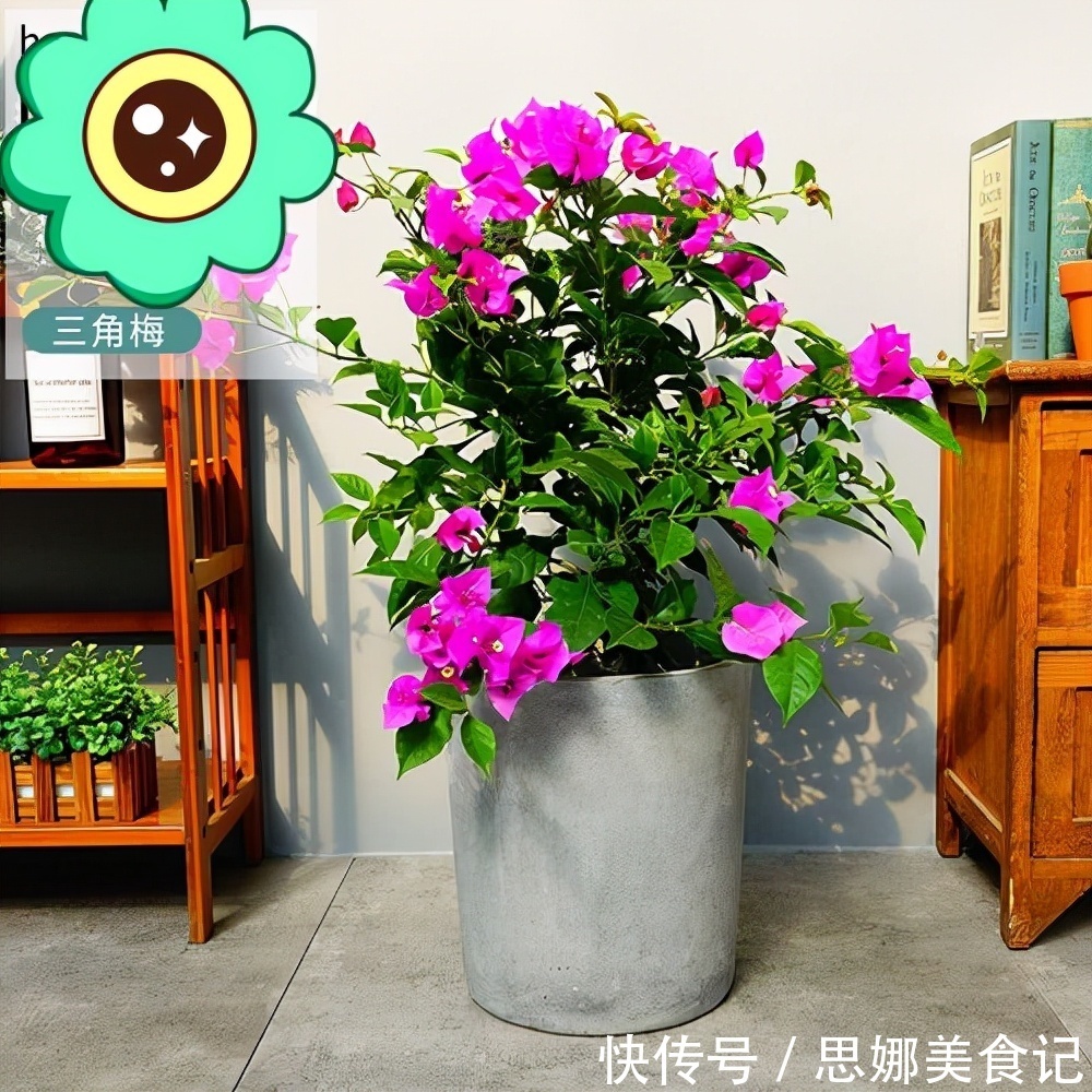 奶奶对我说卧室别养5类花,仔细想想,不是迷信,而是真的有道理