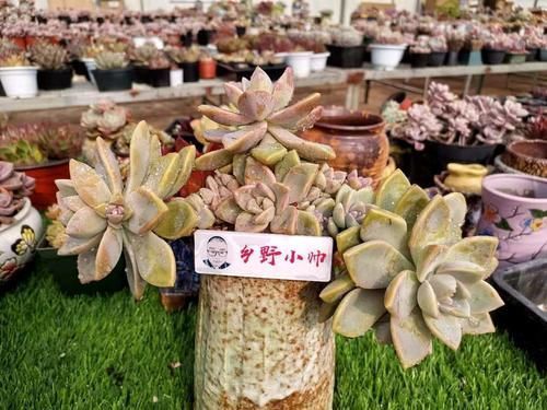 多肉根系|养多肉有“控养”和“润养”,都是对根系的养护,你了解吗?