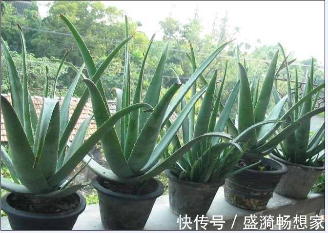 叶片|5种“漂亮花”,从来不生虫,家里干净卫生,花开不断,真省心