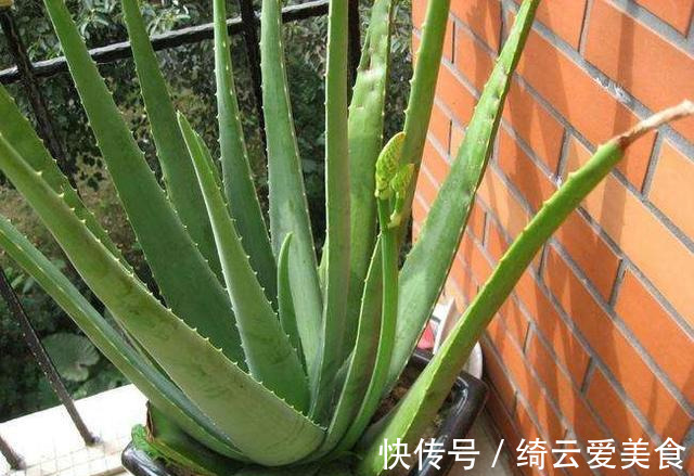 净化|卧室养花,就养几种“健康”花,空气清新促睡眠,一觉睡到大天亮