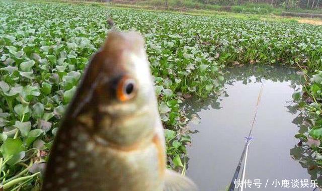 泛滥|野钓时间越长,越逼近“水面鱼星泛滥,却不吃饵”的实质原因