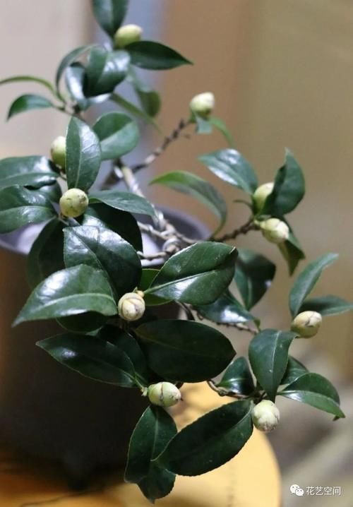 茶花难养活,问题出在这三点,多做2步,迎刃而解