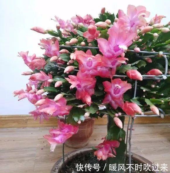 她养的蟹爪兰，1个枝条冒出4个花苞，记住3个“要诀”你也可以