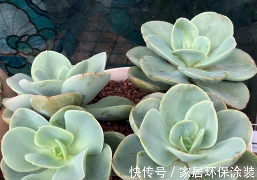 天冷不能露养多肉,碧桃该怎么办?多注意4点,根壮茎叶美