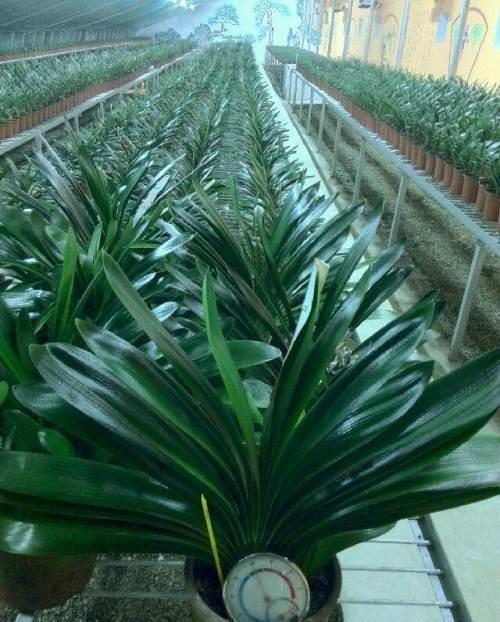 叶片|君子兰摆放,大有“讲究”,3个位置坚决不能放,歪七扭八太难看