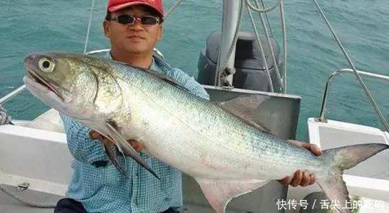 海鱼|被誉为最好吃的海鱼,鱼肉似“千层糕”,我国独有,却少有人知