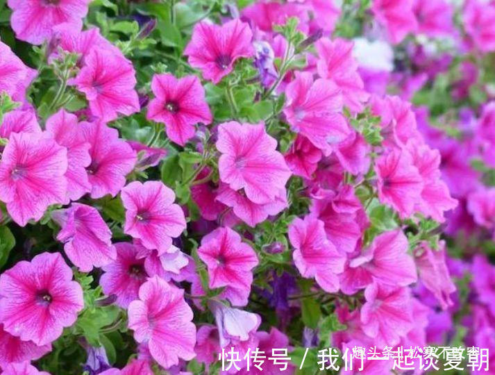 家中必养4种花,漂亮又耐养,随手一养就“爆盆”!