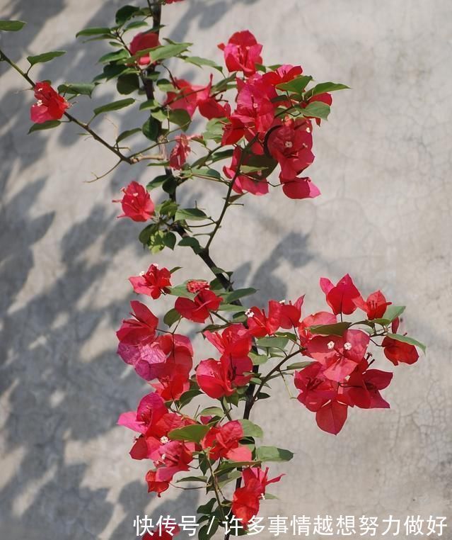 三角梅|5种花开完后,剪下的枝条不要扔,活性高适合扦插,一插一大盆