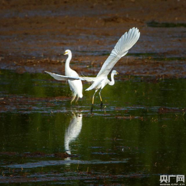 江西都昌：鄱阳湖畔白鹭洲