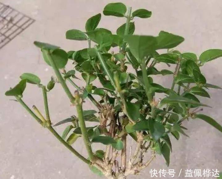 茉莉花干枝黄叶怎么办?1步操作让它焕发第二春,叶绿开花多!