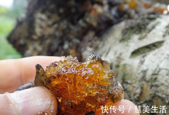 小根|65种野菜图片,带你认识不同的野菜和吃法,你想要的野菜这里都有