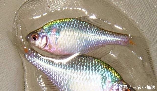 “可遇不可求”的5种河鲜,有钱难找,全吃过的是农村娃