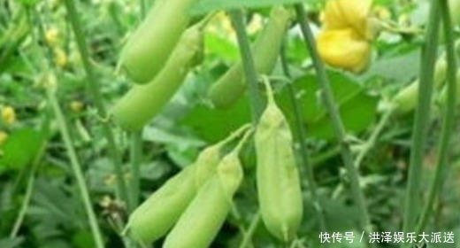 家乡|家乡一种“假花生”，称为豆中之王，全草可供药用，有清湿热功效