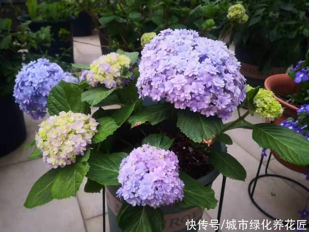 绣球花在冬季用了鸡粪做基肥，绣球花终于长成了我讨厌的样子