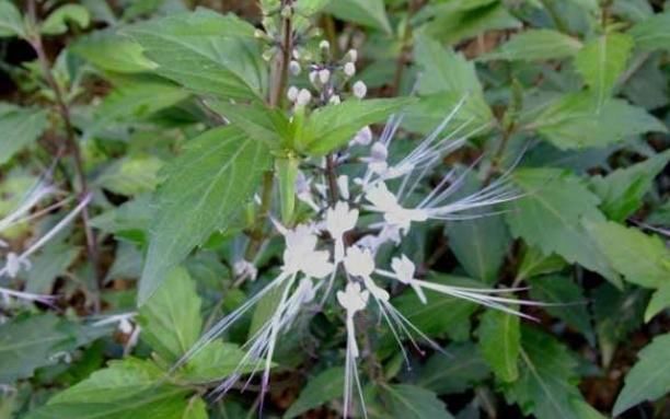 农村俗称“肾草”,遇到赶紧挖回家,如今很稀少,是打结石良药