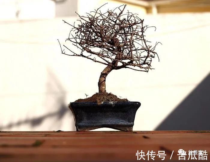 植物体|玩好盆景不容易，玩死它却是手到擒来
