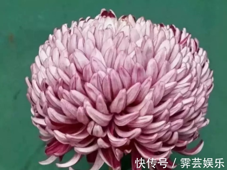 我们的生活|喜欢菊花，不如养盆“菊中精品”墨魁，花开野性美，靓丽秀美