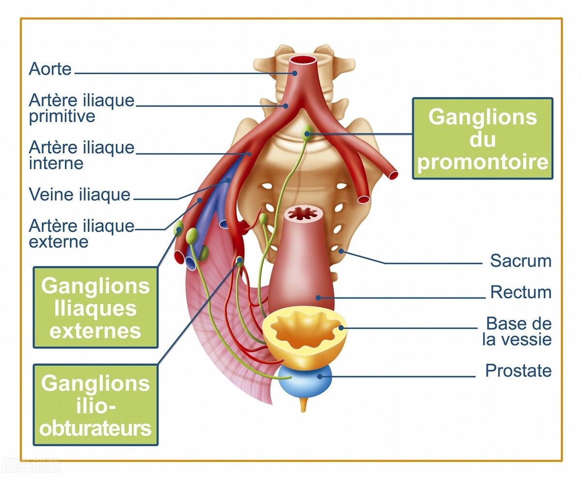 宁泌泰胶囊|2个中成药，清热解毒、利尿通淋，多角度改善尿频、尿急、尿痛