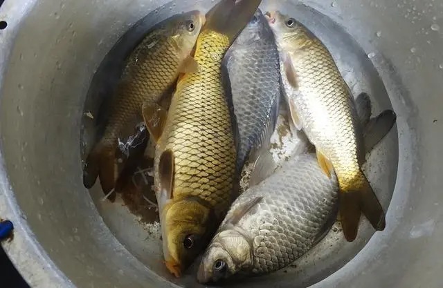 冬季钓鱼,“黄金时间”要牢记,下竿就会上鱼!