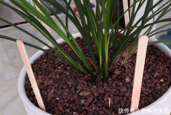 判断|别再固定时间给花浇水了！学会3种小方法，不再干根、烂根！