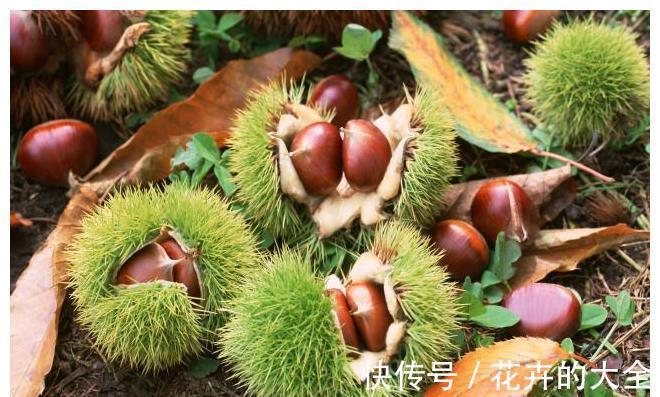 香甜|秋天多吃板栗好处多,分享3种做法,个个自动脱皮,方便又完整