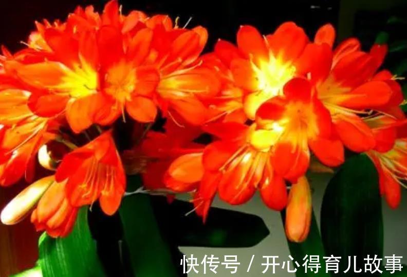植株|想要君子兰开花多不夹箭,一定要“喂饱”它,吃饱了才能不断开花