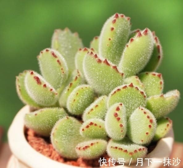 适合12月养的4种多肉,皮实好养美若天仙,新手也能养出好状态