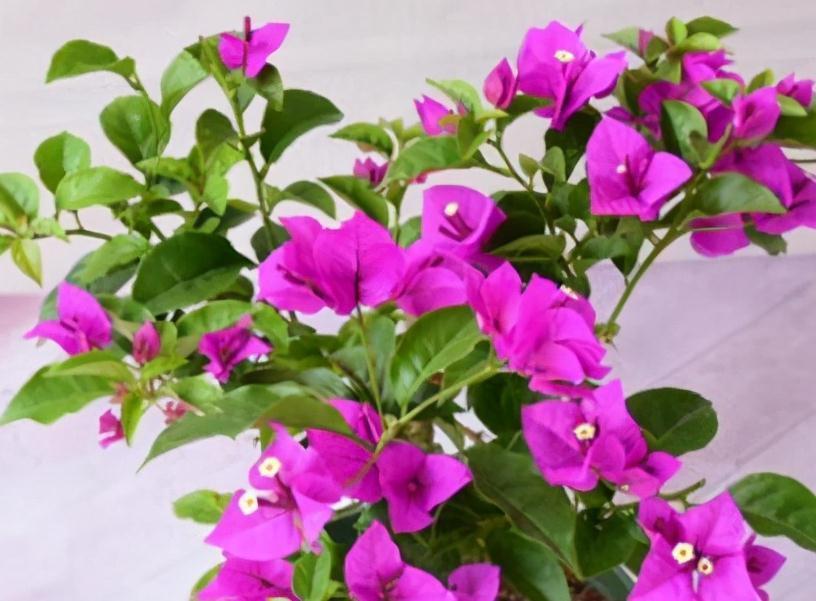 3盆花很怕冷，入冬后养室内，做好保暖很重要，别大意了